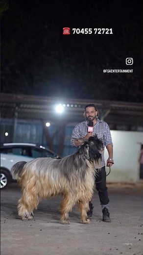 Stunning Kashmiri Goat of Alam Bhai at Classic Goat Farm