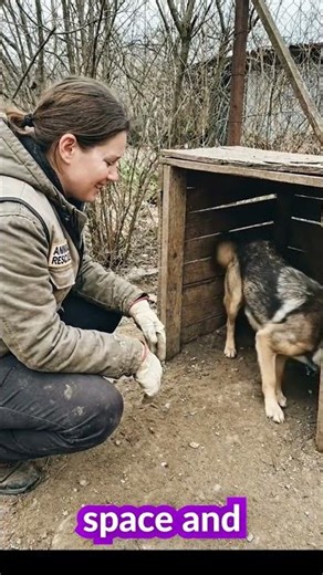 How Volunteers Rescue Animals the Right Way