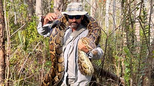 Get to know Burmese Pythons: Q&A to help you better understand invasive Florida snake