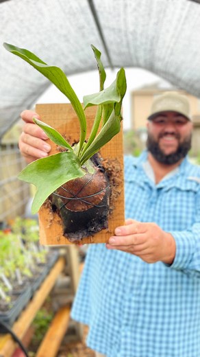 Mounting My Staghorn Fern! | Texas Garden Guy