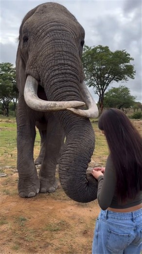 Why Elephants Might Attack You