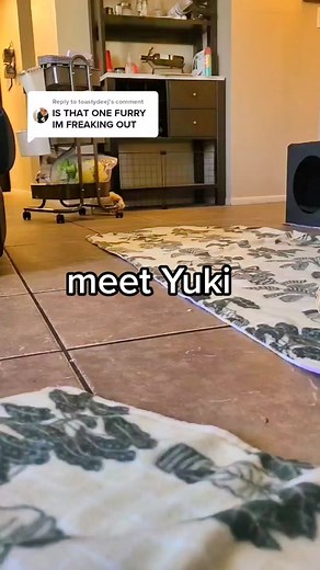 Meet Yuki: The Bravest Abyssinian Guinea Pig | Guinea Pig Love