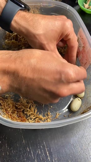 Preparing tricolor hognose snake eggs