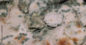 mold-covered spoiled thin wheat pita bread, spoiled food thin pita bread in green mold