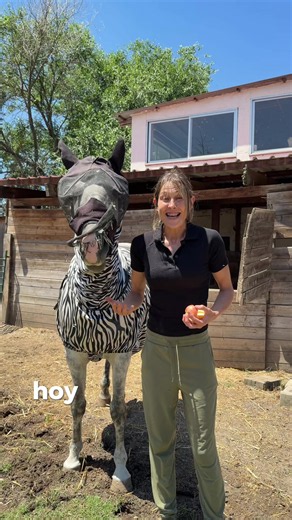 Hoy es un día muy importante en la vida de Zafira 🤩🤩🤩 Ella aún no lo sabe, pero su segundo regalo de vida está aún por llegar. Deseadle mucho amor ❤️ y si quieres saber de qué se trata mantente atento a nuestras redes Ayúdanos a salvar vidas Bizum ONG 02167 PayPal: info@santuariovegan.org ❣️Puedes donar a la campaña desde el link de nuestra BIO https://santuariovegan.org/colabora/dona/ ❣️Hazte socia/o→ https://santuariovegan.org/colabora/hazte-socio/ ❣️Amadrinando→ https://www.santuariovegan.