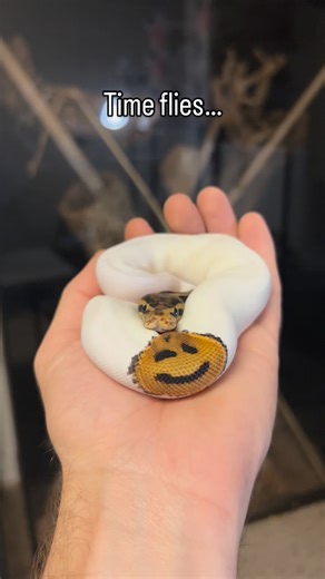 Branden Nicholson on Instagram: "Time flies but once a cutie always a cutie… #reptile #reptilekeeper #reptilesofinstagram #ballpythonmorph #ballpythonkeeper"
