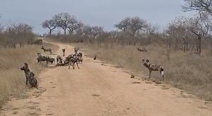 38K views · 1.1K reactions | Beautiful and rare sighting of African Wild Dogs and their tiny pubs. Watch as they get skittish and move back into the road #trend #video #viral #Wow #Amazing #wildlife #nature #travel #trending #life #africa | African Bush Kingdom | Facebook
