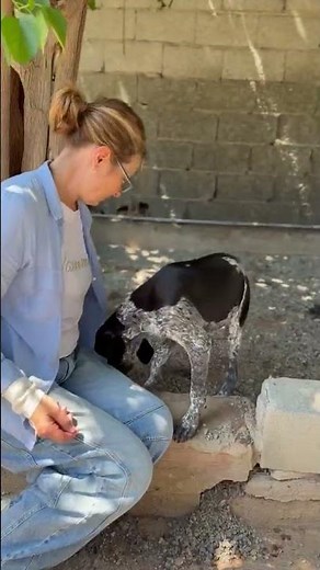 Sheila - Hunde in Not aus dem Tierschutz - suchen ein Zuhause