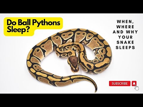 Do Ball Pythons sleep? When, where, and how much