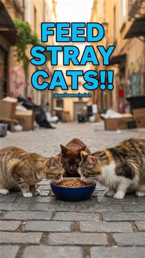 Stray Cat Rescue: Feeding Homeless Cats and Kitten Rescue Moments