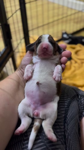 Newborn Basset Hound, barely a day old and she has eating all figured out. Her belly is proof! Haha! Fatty baby 🐷🐽🍼 | Maple Street Bassets