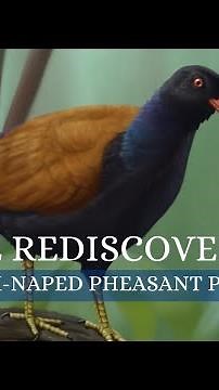 The REDISCOVERED Black naped pheasant pigeon (Otidiphaps nobilis insularis)