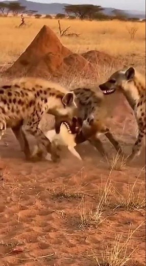 Timon & Pumbaa to the Rescue! Hyenas Stopped in Seconds! #fyp #explore #shorts #funnyanimals