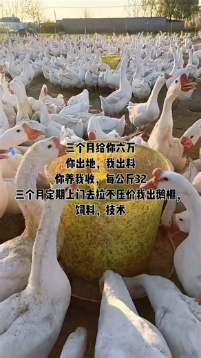 Goose & Duck Farming Tips Revealed | Practical Breeding Experience#GooseFarmingTipsRevealed #goose