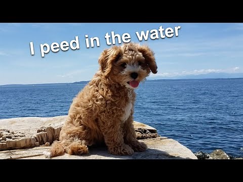 Cavoodle Puppy Learns How To Swim