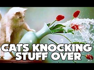 Funny Cats Knocking Things Over