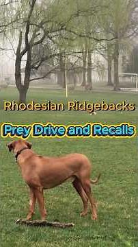 Rhodesian Ridgebacks: About Prey Drive and Recall