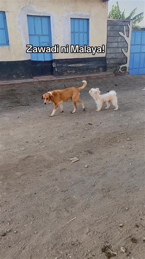 #muyuthesatblegenius #trending #zawadiwamuyu #trending #tiktok @Muyu The intuitive Empath