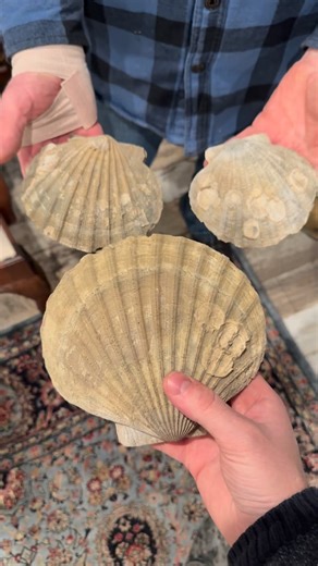 Todd found these Chesapecten fossils years ago at the Calvert Cliffs and they’re fantastic! Nice finds dad. #Chesapecten #onemorefind #fossilhunting #fossils #fossil #miocene #calvert #calvertcounty #calvertcliffs #beach #beachfossils #shells #fossilshells #beachfinds #explore #adventure #fossilcollecting #fossilcollector | One More Find
