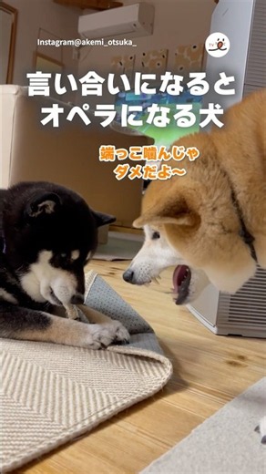 【オペラ】端っこを噛んではいけないのは知っている｜PECO