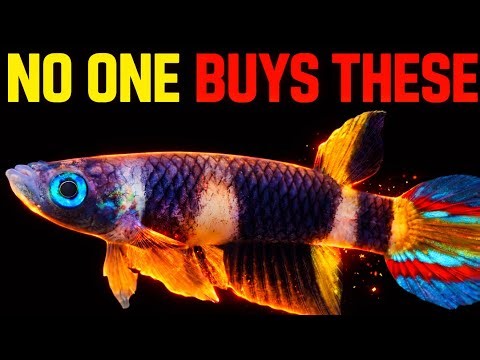 5 Underrated Nano Fish Nobody Talks About