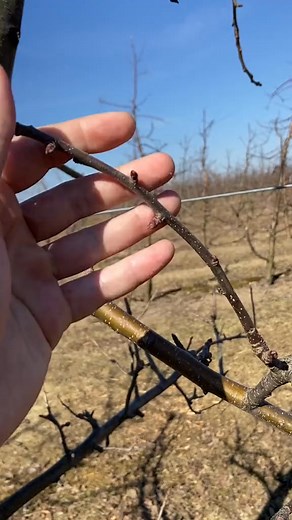 Video | intensive gardening