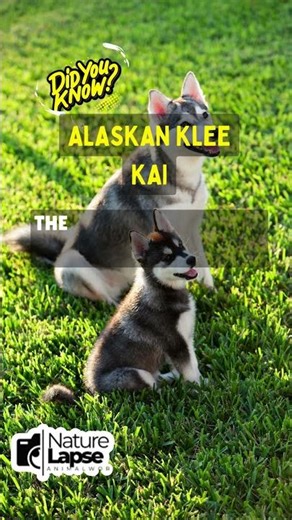 The Heroic Alaskan Klee Kai: A Natural Alert Dog!