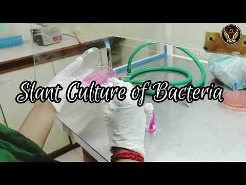 How to prepare Bacterial Slant Culture🦠🧫? | Microbiology Basics Lab | Practical | Demo |ThiNK VISION