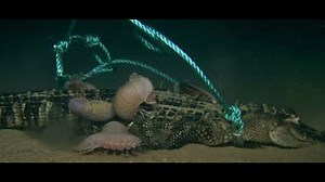 New worm species eats alligator down to its bones