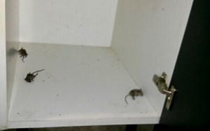 Can dead mice smell make you sick? [2025] | QAQooking.wiki