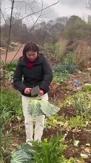 Vegetable defoliation process sharing - good tools can improve efficiency