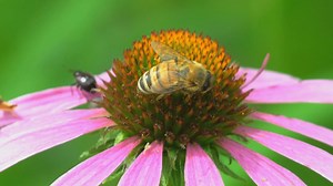 12K views · 107 reactions | FLOWER POLLINATION -- Plants with flowers need pollination to create new seeds that will grow into new plants. It’s a process that is aided by birds and bees. Learn more in this short video. -- Kipp@MDC | Missouri Dept. of Conservation | Facebook
