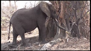 55 reactions | Elefanten benutzen auch Werkzeuge 殺! | Future for Elephants e.V. | Facebook