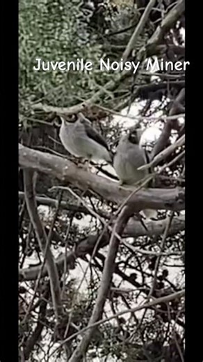 A young noisy miner with its dad