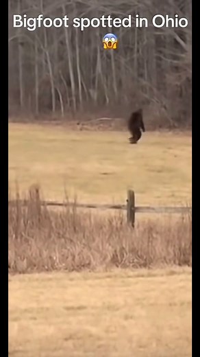 Clear Bigfoot Sightings Caught on Camera