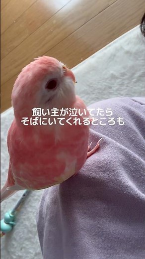 【祝1歳】アキクサインコのすももちゃん、立派な大人になりました🍑 #インコ #インコのいる暮らし #インコのいる生活 #アキクサインコ #インコの日常 #ペット動画