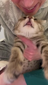 168K views · 10K reactions | Smolsie wanted everyone to know that her mouth has healed really well and as of today, her wet food isn’t getting stuck in her bottom lip anymore so no more after dinner mouth cleaning will be necessary! ❤️ | Cubby and Friends | Facebook