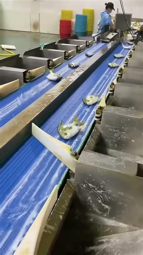 The Smart Way to Sort Fish