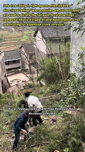Rural Teamwork For Safe Tree Removal Near Residential Homes