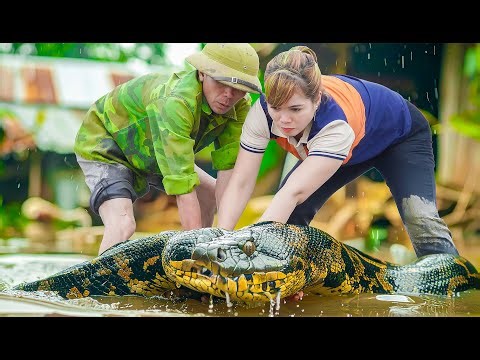 Unexpected Giant Python in the Fish Pond, Catching Giant Carp – You Won’t Believe What Happened!