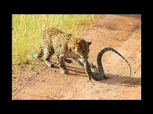 Leopard vs. Monitor Lizard