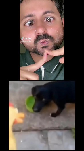 Funny Dog Videos Compilation: Angry Dog vs. Prankster Owner