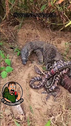 Snake VS Monitor Lizard