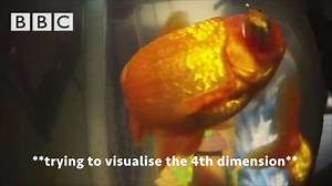 What exactly is 4D? If you can’t believe what you see, use your favourite podcast app or download here to listen to CrowdScience, a BBC World Service podcast. | BBC World Service