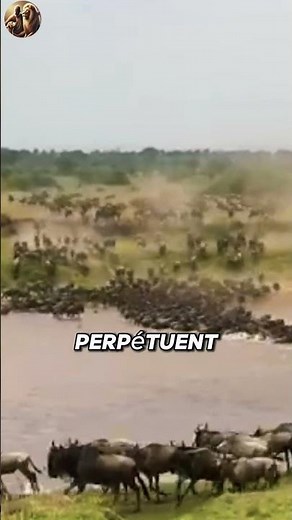 La Grande Migration : des millions de gnous traversent la rivière du Serengeti !