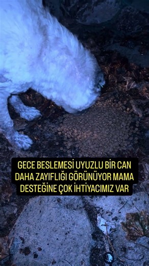 GECE BESLEMESİ UYUZLU BİR CAN DAHAZAYIFLIĞI GÖRÜNÜYOR MAMA DESTEĞİNE ÇOK İHTİYACIMIZ VAR