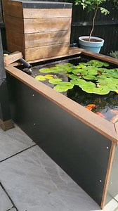 A stunning top view ranchu pond I had the chance of viewing again last weekend. Lovely water lilly and a selection of beautiful fish. Check out the full video here! https://youtube.com/@FancyGoldfishFanatics?si=Imd297Ub8vMHANZe #fancygoldfishfanatics #goldfish #fancygoldfish #pond #aquarium #ranchu #water #aqua #thailand #china #goldfishtank #goldfishunion #goldfishofinstagram #goldfishpond #ranchuofinstagram #goldfishlover #goldfishkeeper #ranchus #ranchuthailand #TVR #Topviewranchu | Aquatic E