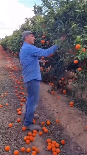 Infórmate Valencia on Instagram: "‼️Vídeo viral del agricultor valenciano, cada año se vuelven a repetir estás situaciones. 🚨El hartazgo de muchos agricultores españoles ante la situación crítica que padece el sector que le ha llevado estos días a protestar con sus tractores en Madrid y otras capitales, puede verse en el video que os mostramos, en el que un agricultor valenciano tira al suelo de su finca toneladas de mandarinas al tiempo que expresa su desacuerdo ante la llegada de este tipo de