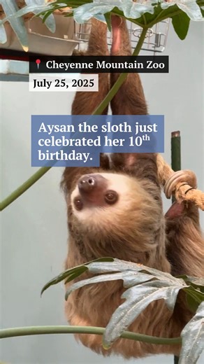 Happy 10th Birthday, Aysan! 🥳🎉 Aysan celebrated her birthday at the Cheyenne Mountain Zoo on Friday with a 'sloth safe' birthday cake, made from ‘leaf-eater biscuits’, grapes and sweet potato ‘candles.’ 🎂🥳🎉 The first-time mother celebrated her birthday with the support of her friends in the community and zookeepers nearby. Baby Olive and her father, Bosco were also invited to the party. 🎉 | The Gazette