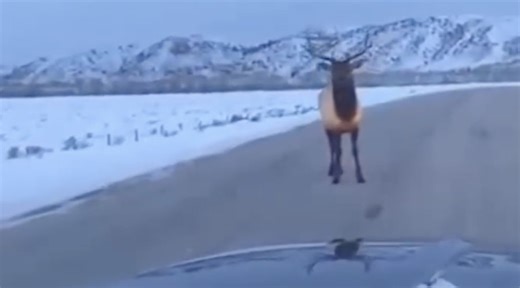 You have to see this! Man taunts bull elk, elk responds by popping his tire - East Idaho News